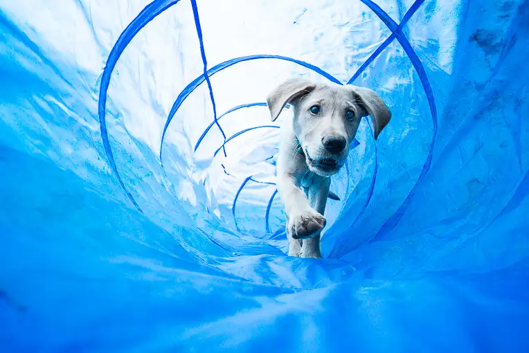 labrador puppy in agility tunnel