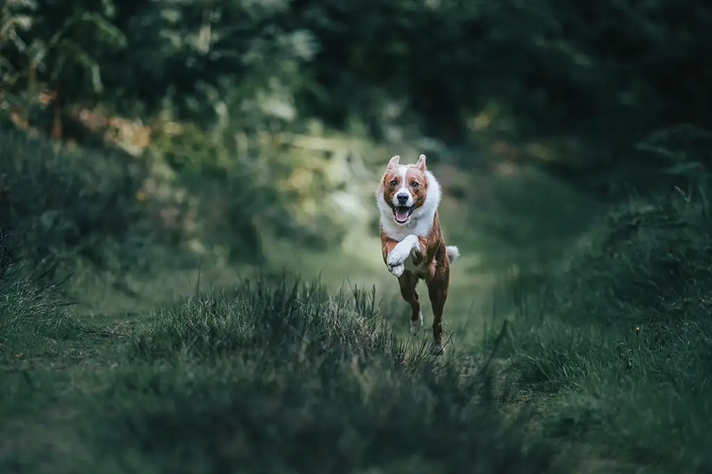 Dog photography Powys