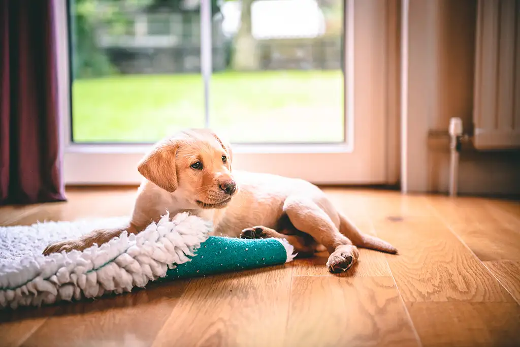 puppy photography Wales