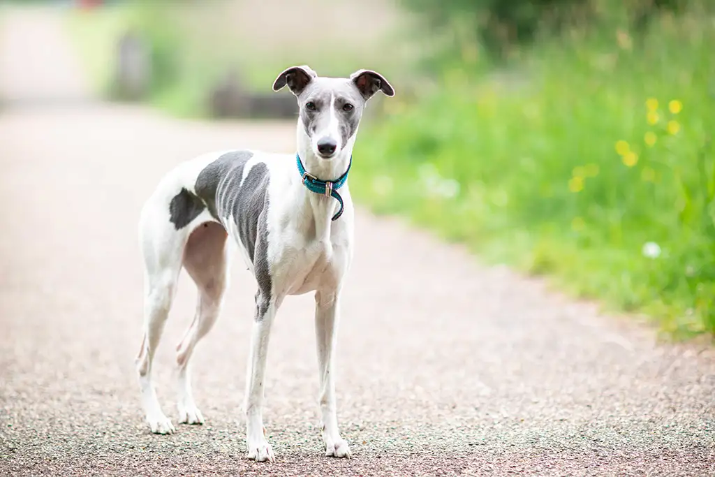 whippet photography