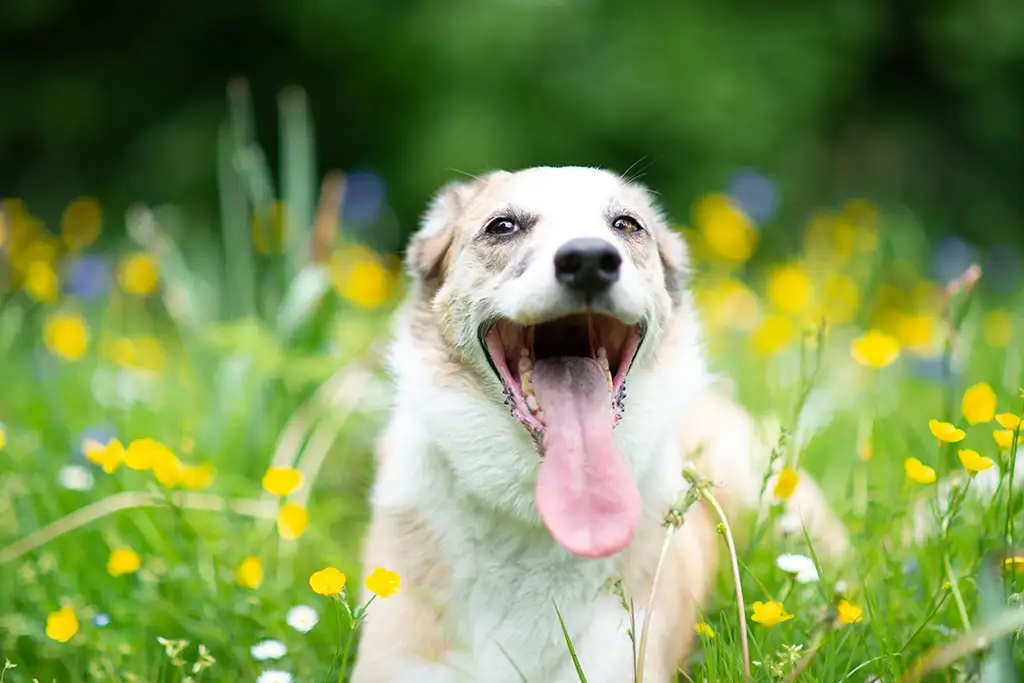 dog with very long tongue in flowers
