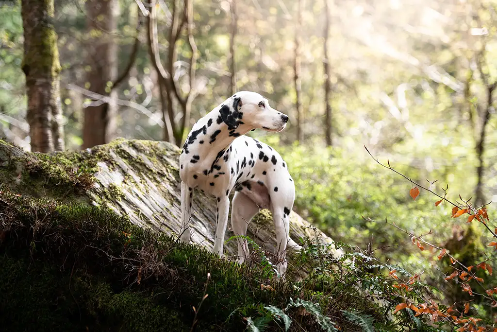 Dalmatian in woodland