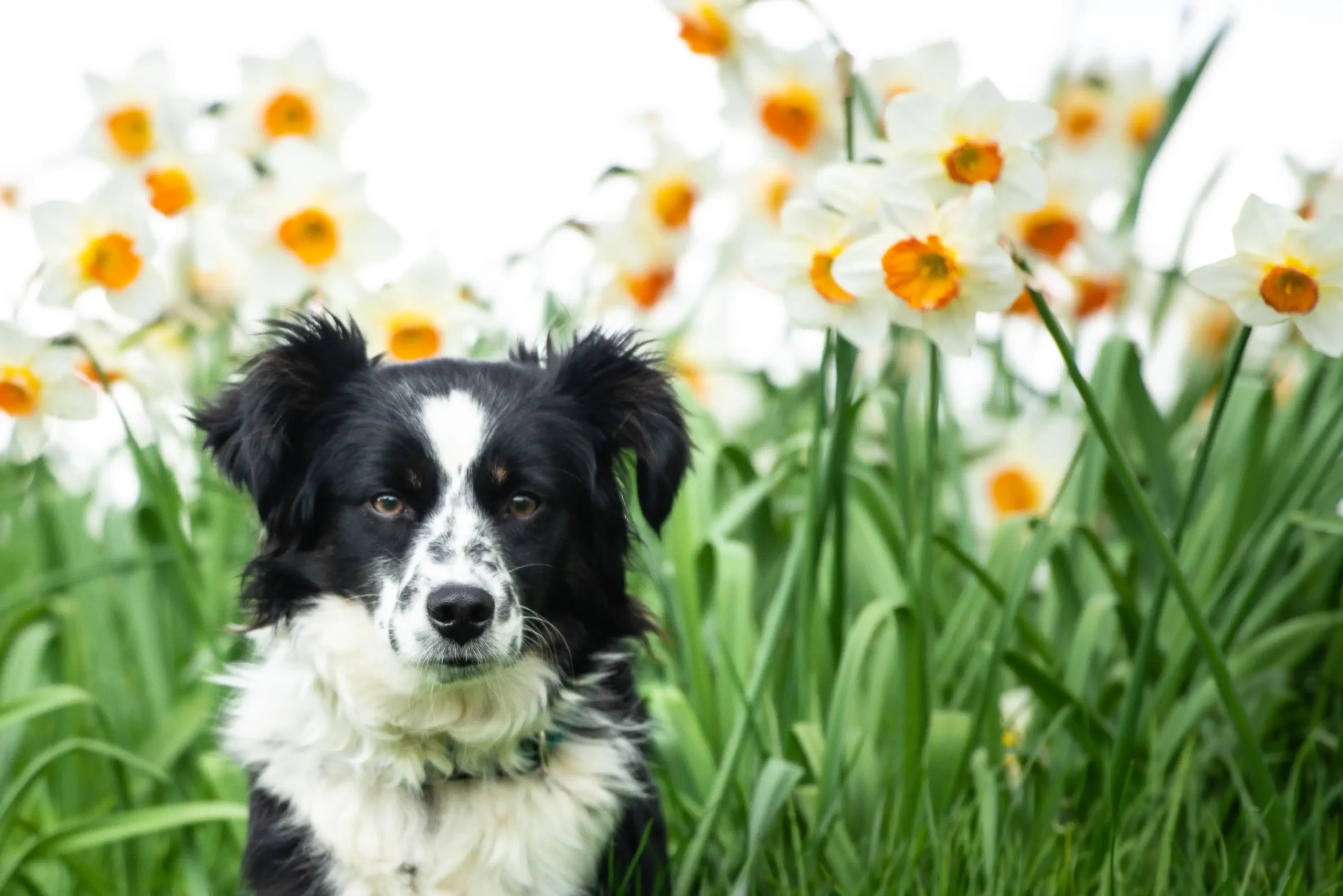 collie dog in daffodils Shrewsbury