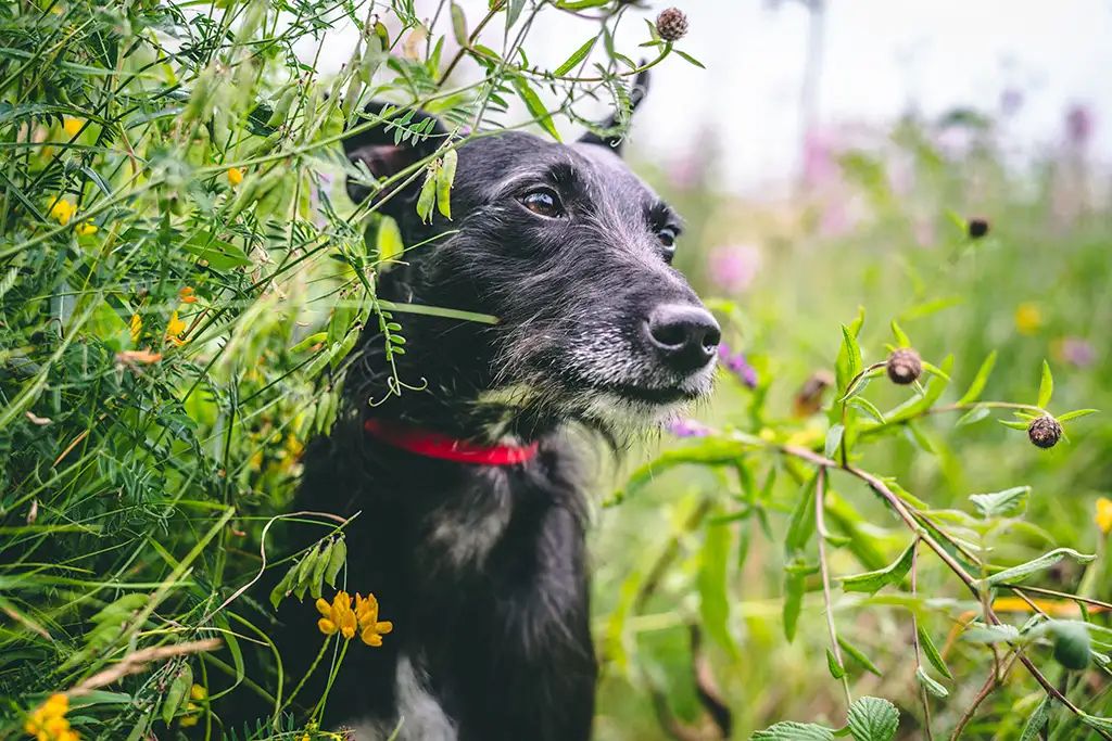 black dog in summer flowers photo