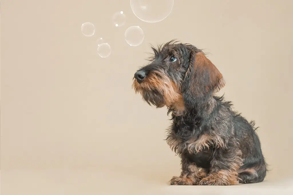 Dachshund in studio with bubbles