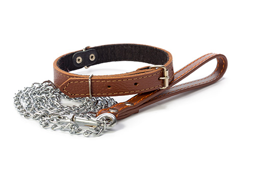 close up leather collar and lead Dogs in woodland photograph