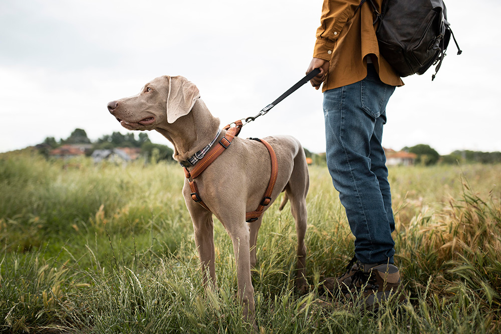 Dog collars