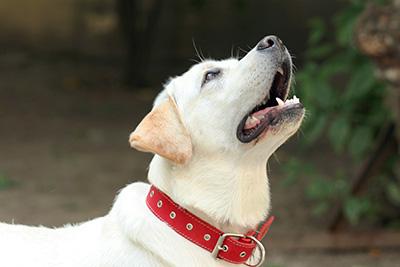 labrador with red dog collar