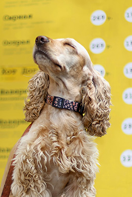 spaniel with dog collar Wales woman in country with open arms welcoming her dog
